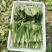 奶白菜山东快菜大量现货供应，品质保证，发全国欢迎来电咨询