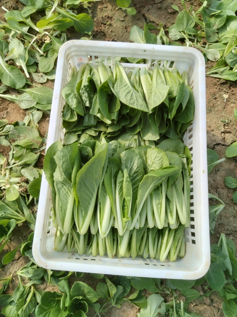 奶白菜山东快菜大量现货供应，品质保证，发全国欢迎来电咨询