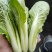 奶白菜山东快菜大量现货供应，品质保证，发全国欢迎来电咨询