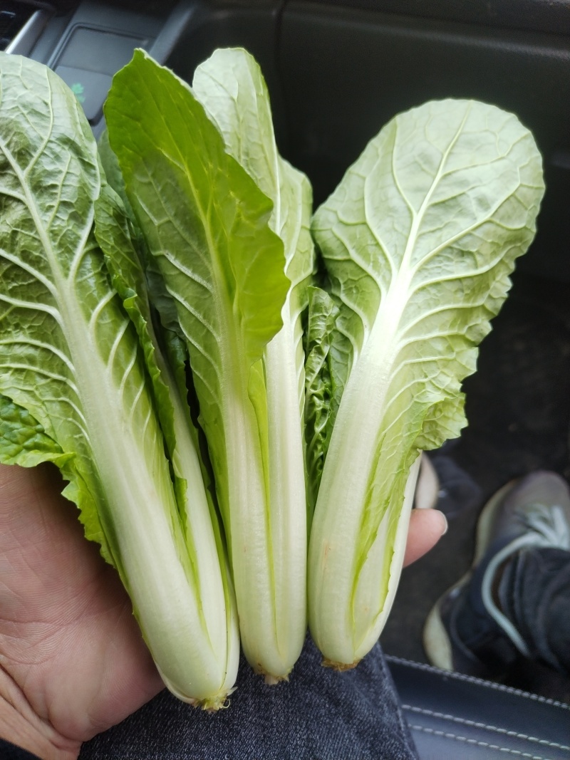 奶白菜山东快菜大量现货供应，品质保证，发全国欢迎来电咨询