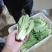 奶白菜山东快菜大量现货供应，品质保证，发全国欢迎来电咨询