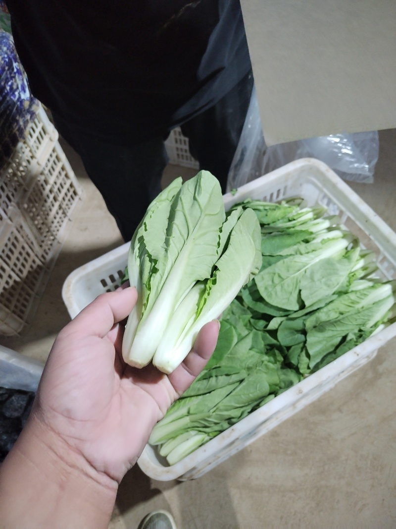 奶白菜山东快菜大量现货供应，品质保证，发全国欢迎来电咨询