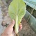 奶白菜山东快菜大量现货供应，品质保证，发全国欢迎来电咨询