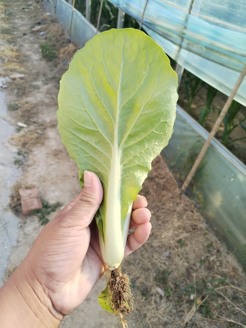 奶白菜山东快菜大量现货供应，品质保证，发全国欢迎来电咨询