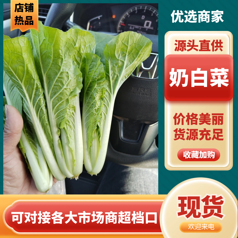 奶白菜山东快菜大量现货供应，品质保证，发全国欢迎来电咨询