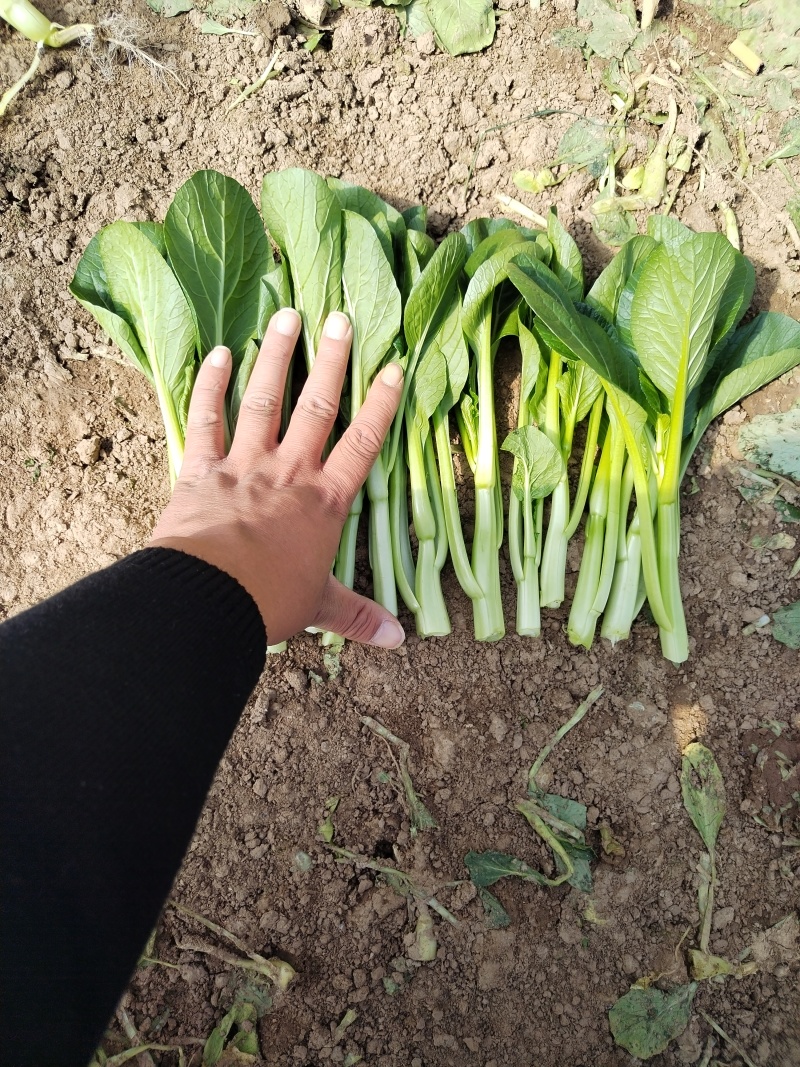 山东大叶菠菜，菜心产地一手货源，量大从优，对接市场批发商