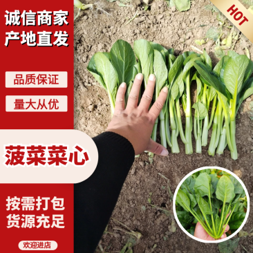 山东大叶菠菜，菜心产地一手货源，量大从优，对接市场批发商