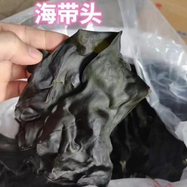 福建漳州特产海带头淡干无盐厚实软糯餐饮家用产地直