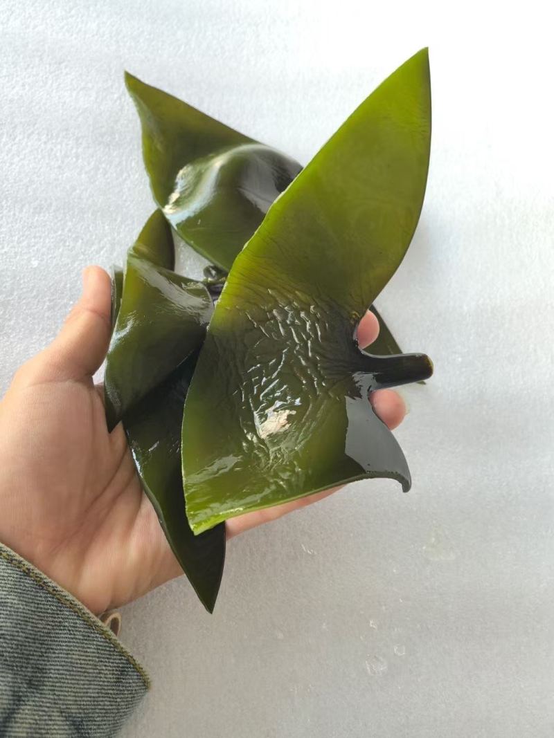福建漳州特产海带头淡干无盐厚实软糯餐饮家用产地直