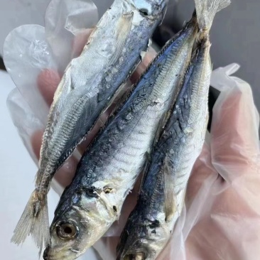 福建漳州东山特产巴浪鱼干足干少刺下酒下饭餐饮家用产地直发