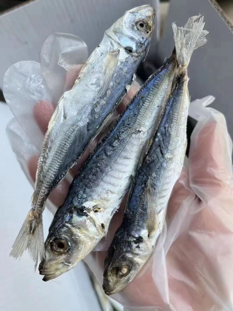 福建漳州东山特产巴浪鱼干足干少刺下酒下饭餐饮家用产地直发