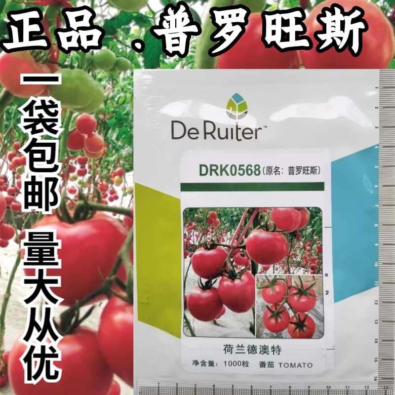 普罗旺斯番茄种子正品原装进口普罗旺斯西红柿种子沙瓤口感好