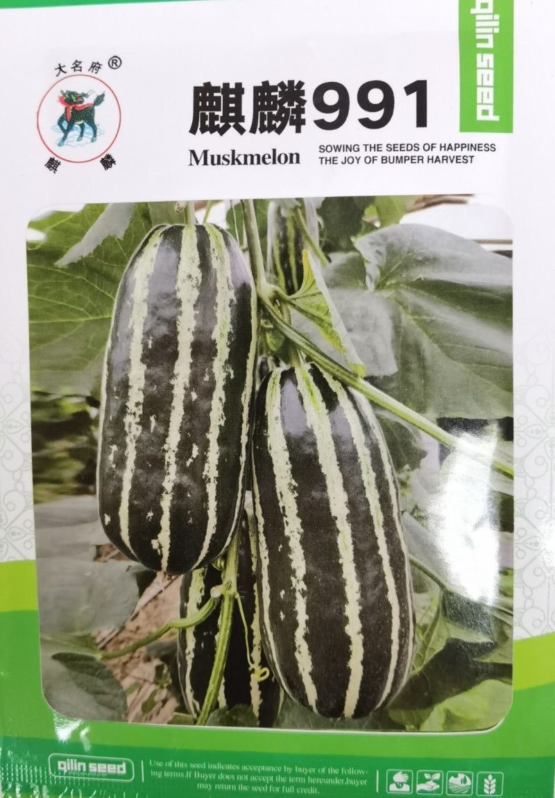 麒麟991羊角蜜甜瓜种子博洋9甜瓜种子酥脆香瓜羊角酥蜜种
