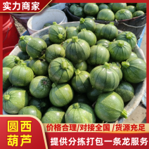 【热卖】圆西葫芦绿皮西葫芦产地直发保质保量