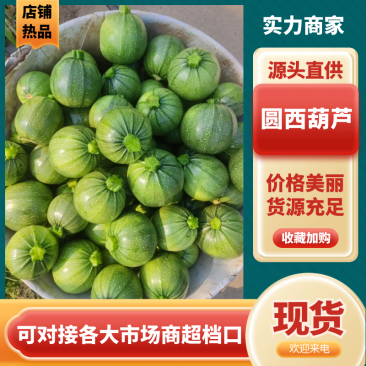 【推荐】圆西葫芦精品西葫芦产地直发对接全国市场