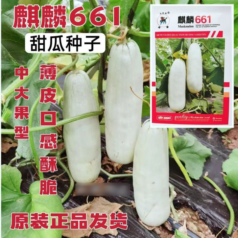 麒麟661甜瓜种子博洋61羊角蜜羊角酥薄皮酥脆甜瓜香瓜种