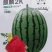 麒麟2K西瓜种子礼品西瓜薄皮耐裂小糖丸红瓤甜脆多汁小西瓜