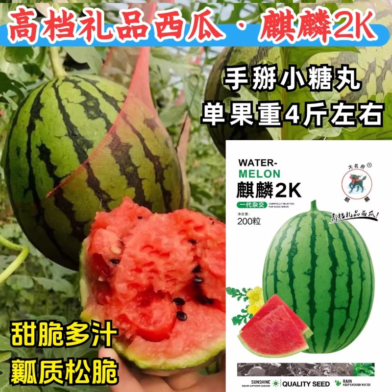 麒麟2K西瓜种子礼品西瓜薄皮耐裂小糖丸红瓤甜脆多汁小西瓜