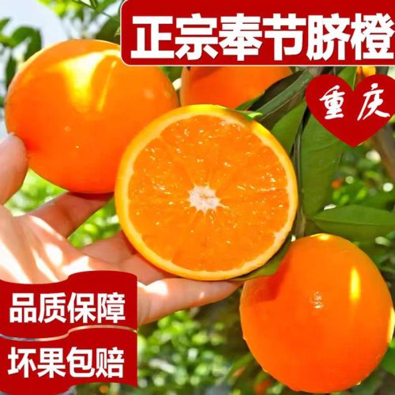重庆精品脐橙/量大从优/产地直发/货源充足/欢迎来电咨询