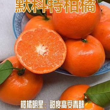 重庆精品默科特柑橘/产地直发/量大从优/诚信经营欢迎来电