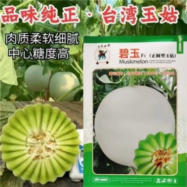 正圆形玉姑甜瓜种子碧玉玉菇白皮绿肉软糯香甜厚皮蜜瓜甜瓜种
