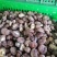 香菇干香菇精品干香菇对接批发采购商超欢迎来电