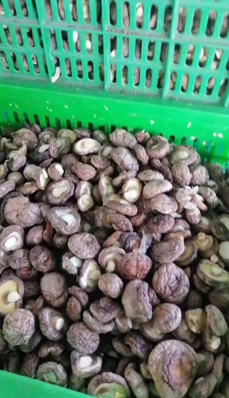 香菇干香菇精品干香菇对接批发采购商超欢迎来电