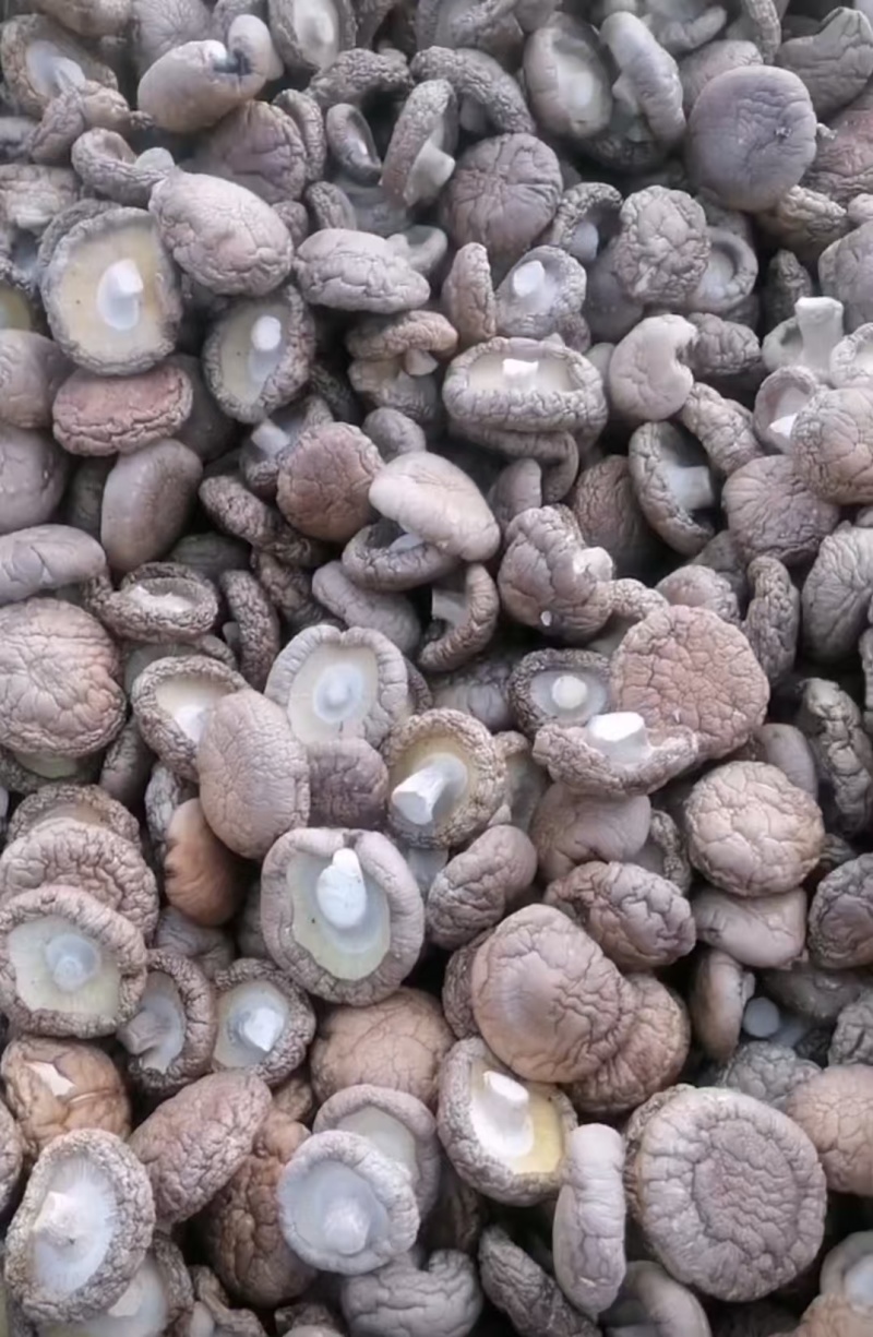 香菇干香菇精品干香菇对接批发采购商超欢迎来电