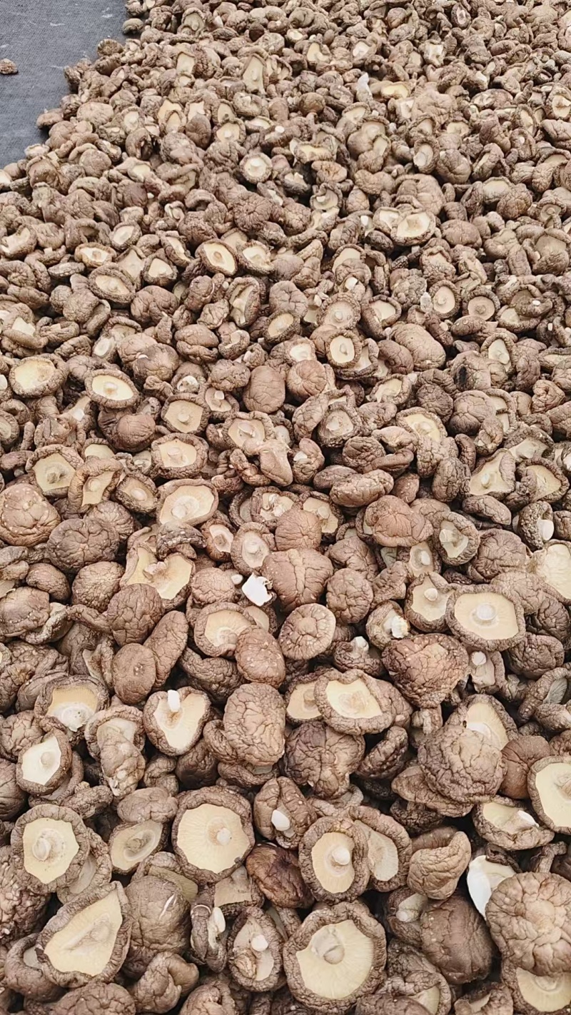 香菇干香菇精品干香菇对接批发采购商超欢迎来电