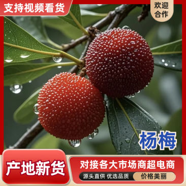 【精选】仙居杨梅🍒产地直发量大从优可视频看货对接全国