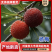 【精选】仙居杨梅🍒产地直发量大从优可视频看货对接全国