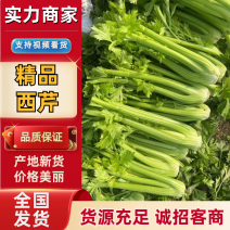 【推荐】西芹精品芹菜产地直供货源充足视频看货选货