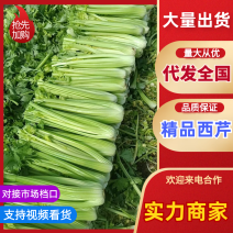 西芹精品芹菜产地直发保质保量对接全国量大优惠