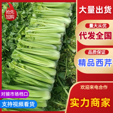 西芹精品芹菜产地直发保质保量对接全国量大优惠
