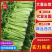 西芹精品芹菜产地直发保质保量对接全国量大优惠