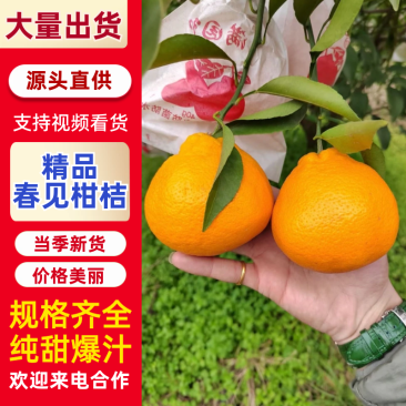 🥇四川春见耙耙柑，高次，小果，大炮果，通货