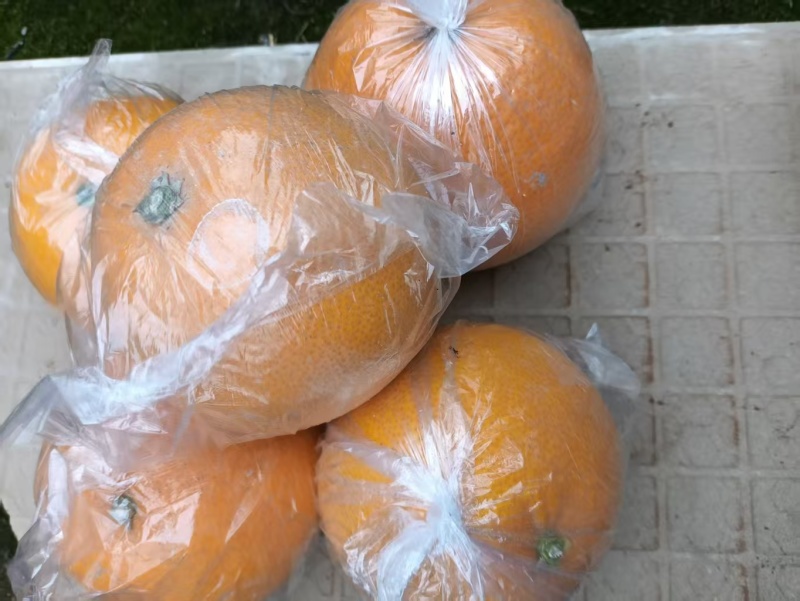 常山胡柚承接批发市场商超餐饮等按需分拣打包网袋透明袋都有