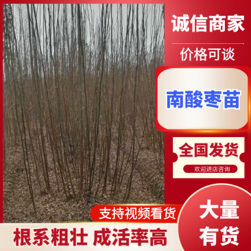 南酸枣苗、酸枣苗、南酸枣袋苗、南酸枣杯苗，产地直供