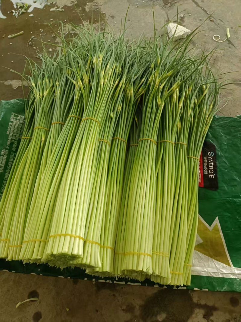 优选品质白帽蒜薹价格透明供货量大欢迎进店来电咨询