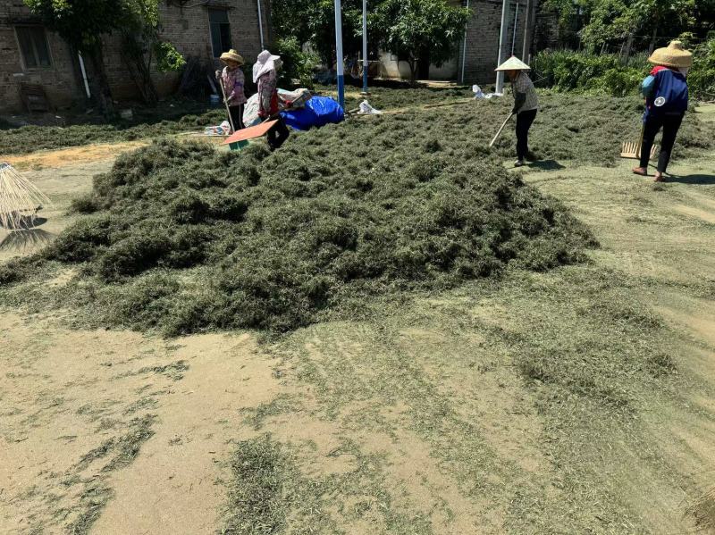 穿心莲，产地直发，支持视频看货，货源充足