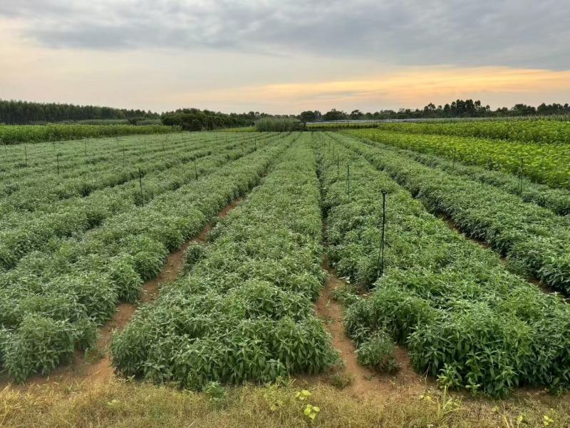 穿心莲，产地直发，支持视频看货，货源充足