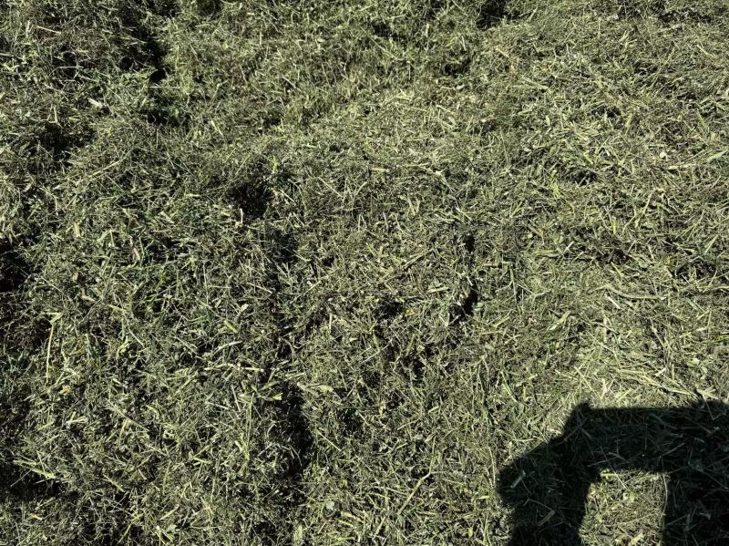 穿心莲，产地直发，支持视频看货，货源充足