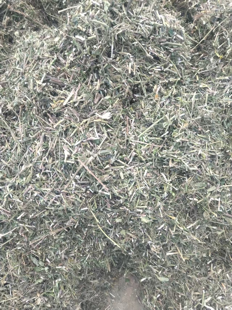 穿心莲，产地直发，支持视频看货，货源充足