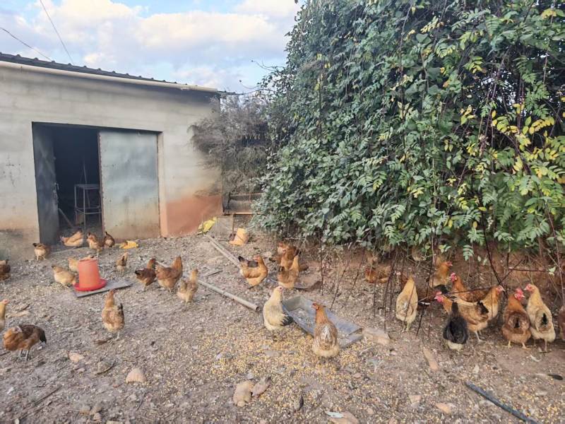 正宗散养瑶母鸡颜值高好养活4-5斤左右发货