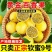 广东阳西黄金9号百香果，精品市场货电商货，大量货源直发