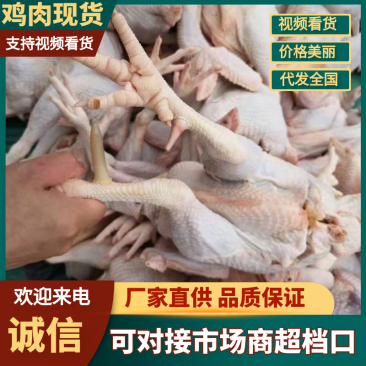 三年老公鸡，基地直发，品质保障，欢迎咨询