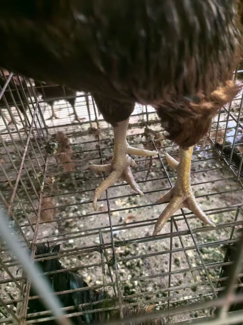 鸡肉三年老公鸡