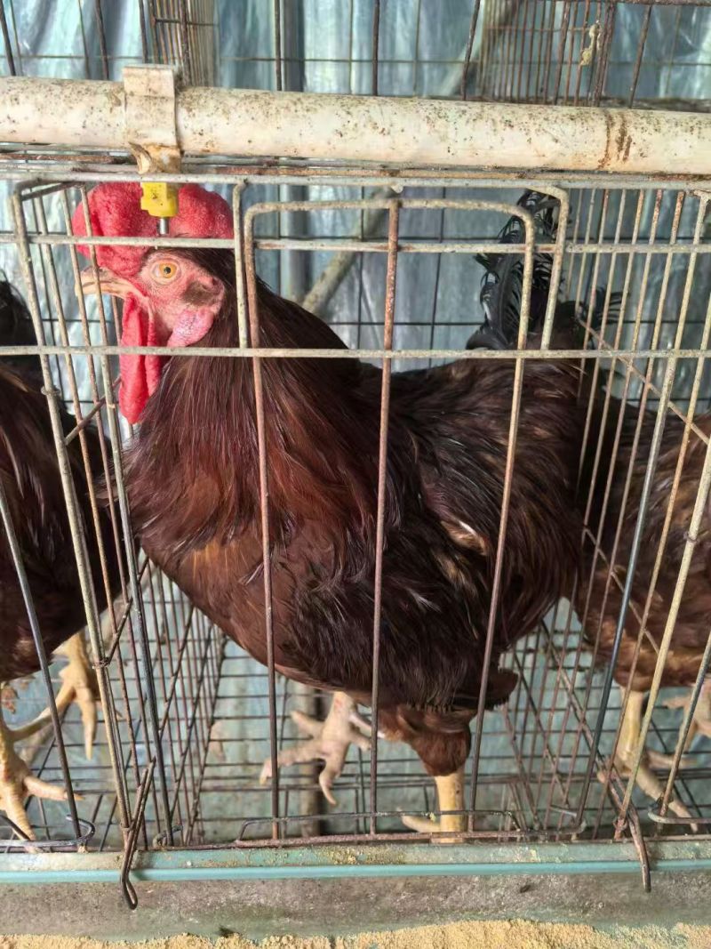 鸡肉三年老公鸡