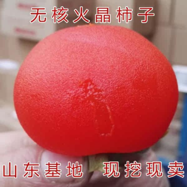 火晶柿子苗嫁接甜柿子树苗基地现挖现发