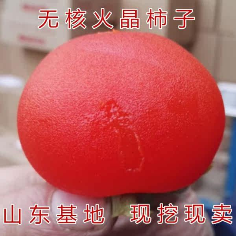 火晶柿子苗嫁接甜柿子树苗基地现挖现发